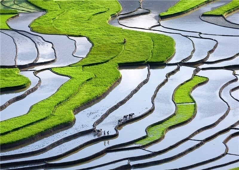 Terraced fields, north vietnam, water pouring season