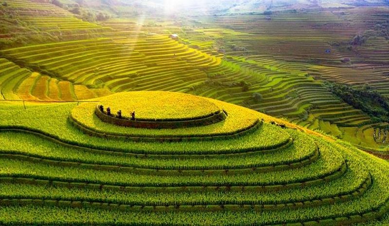 arrozales vietnam