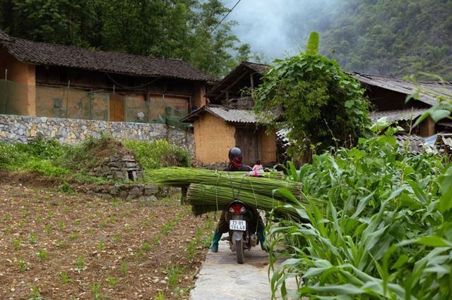 We also stumbled upon a local transporting flax 