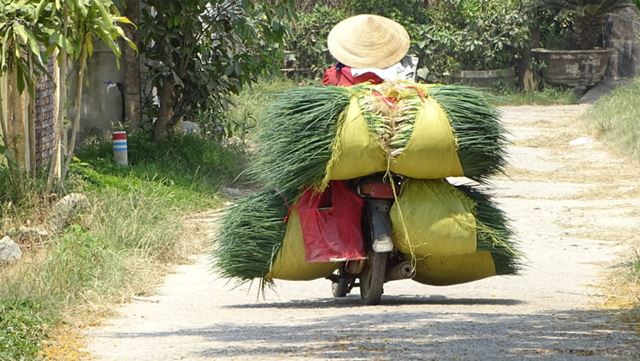 An authentic image of the Vietnamese countryside