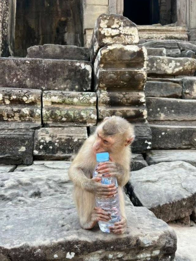 Un mono en Angkor Wat