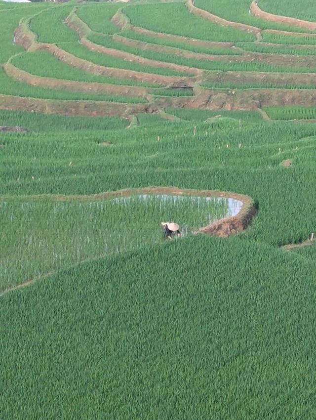 Ha comenzado la temporada de siembra de arroz en el norte de Vietnam