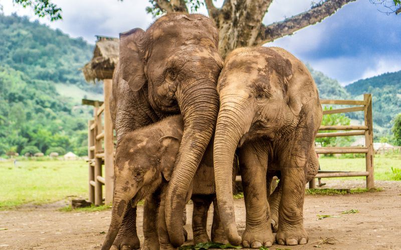 Elefantes de Tailandia son considerados tesoros nacionales, simbolizando sabiduría y buena fortuna