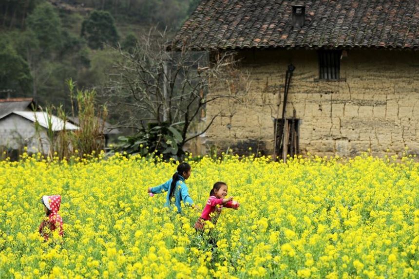 Embarking on epic treks through Ha Giangs beautiful flower field
