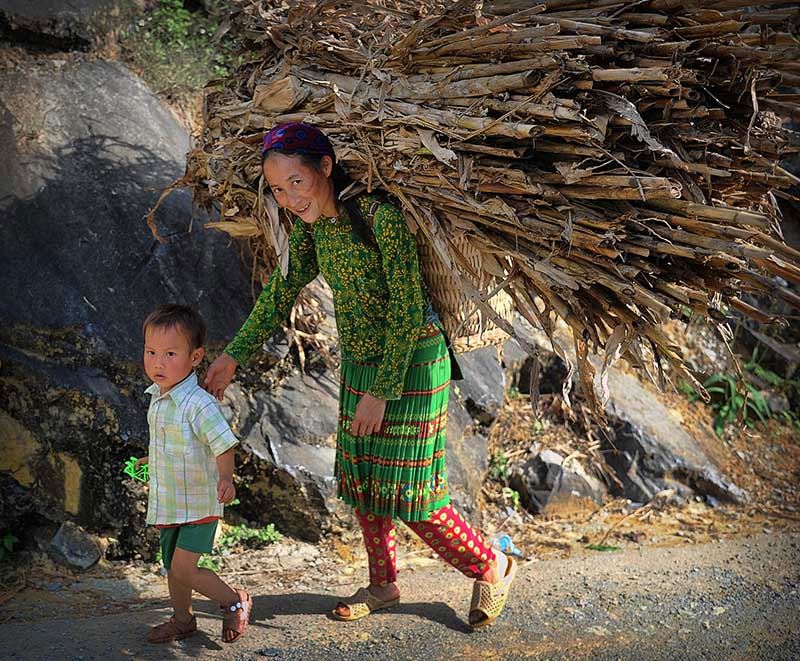 Gathering firewood for fuel in Hoang Su Phi, Ha Giang.