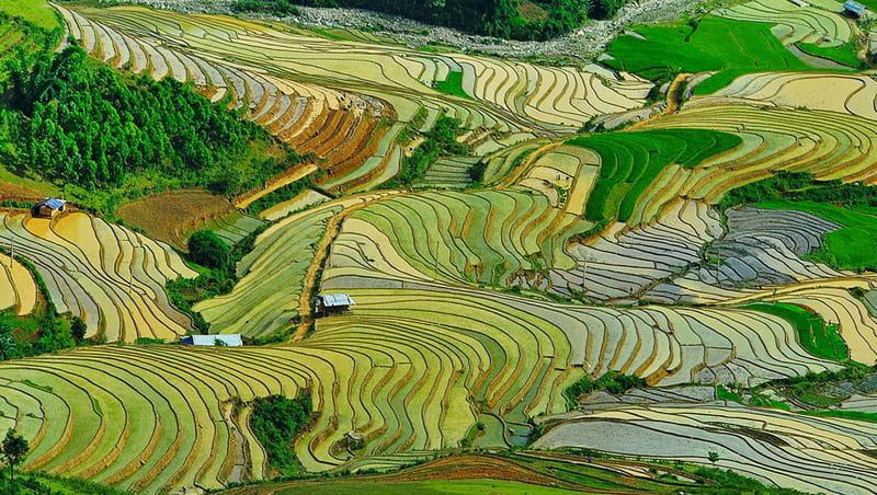 Terraced fields of Sapa: natures masterpiece.