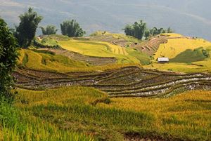 Pu Luong's serene terraced landscapes