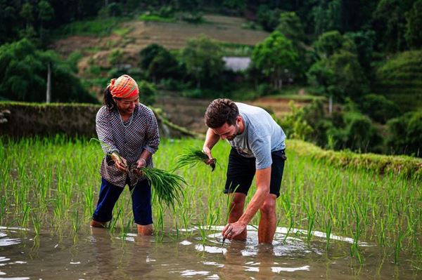 Experimente la cosecha de arroz con la gente local en Panhou, Ha Giang