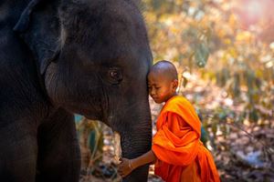 Elephants are familiar animals to humans in Southeast Asia, especially Thailand and Laos.